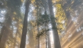 Redwood National State Parks