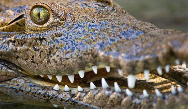 Se “Det vilde Florida” på DR2 – dramatisk dokumentar om Floridas dyreliv