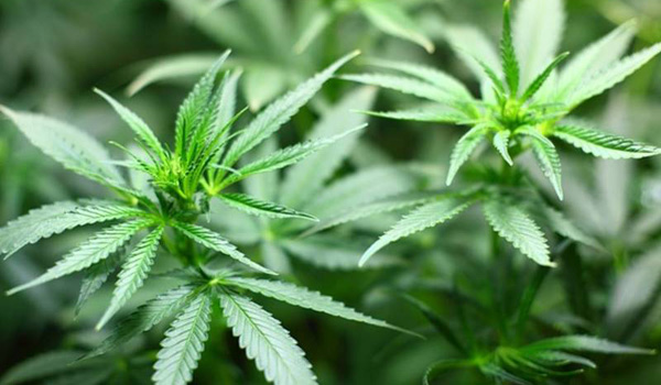 Marihuana lovligt i Californien