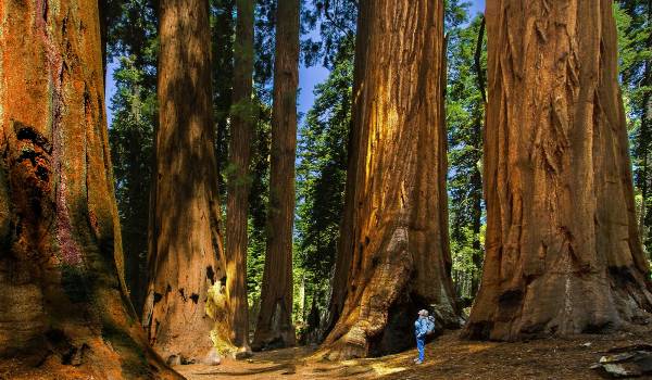 Sequoia træer i Sierra Nevada – anbefaling af overnatning i Three Rivers
