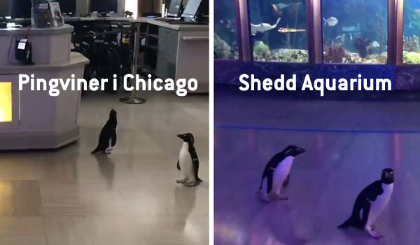 Chicago Shedd Aquarium har nye besøgende